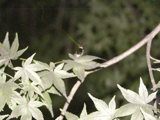 040614-2.jpg