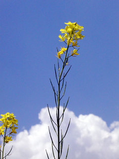 060504-3.jpg