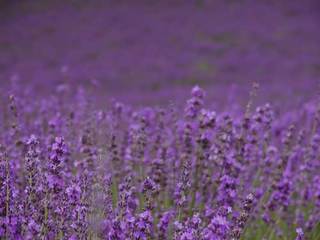 060803-3.jpg