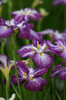 080612-1.jpg