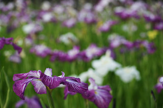 080612-2.jpg