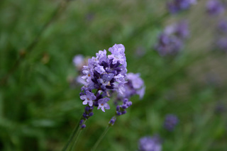 090605-1.jpg