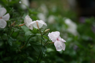 090605-2.jpg