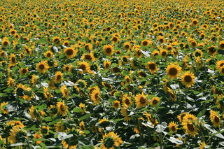 090829-2.jpg