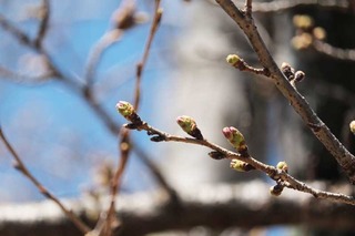 180317-5.jpg