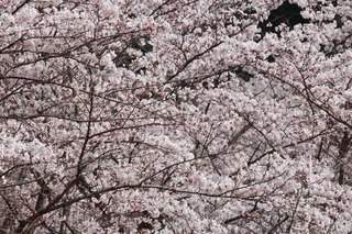 180401-4.jpg